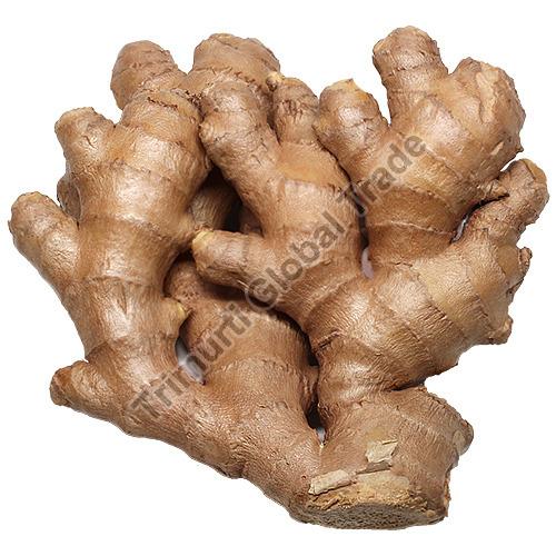 Golden Brown Raw Ginger, for Cooking