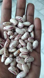 Kidney Shape Common Kashmiri Rajma, For Cooking, Human Consumption, Style : Dried, Fresh, Frozen