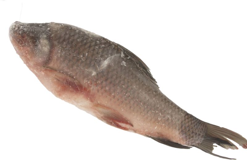 Frozen Rohu Fish, Packaging Type Vacuum Pack, Shelf Life 6 Months
