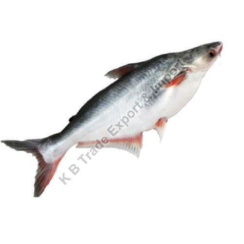 Fresh Pangasius Fish, Packaging Type : Thermocol Box, Shelf Life