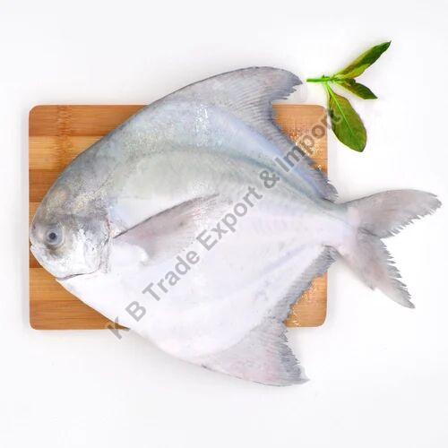 Fresh pomfret fish, Packaging Type : Thermocole Box