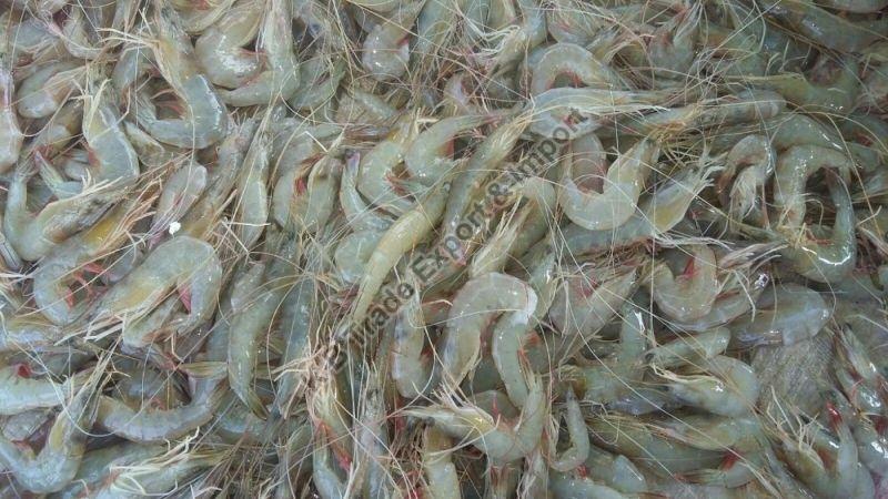 Headless Fresh Shrimp, Packaging Type : Vaccum Packed