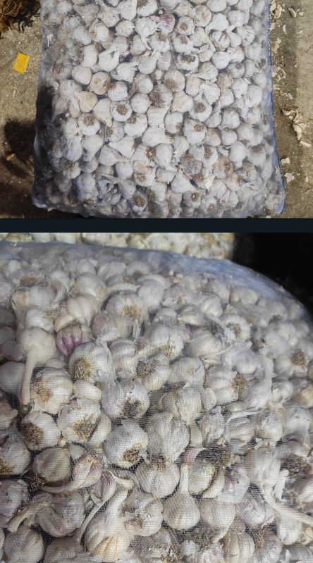 White Whole Cloves garlic, for Cooking, Packaging Size : 20kg