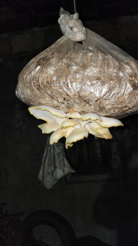 Dry oyster mushroom, Shelf Life : 6 Months