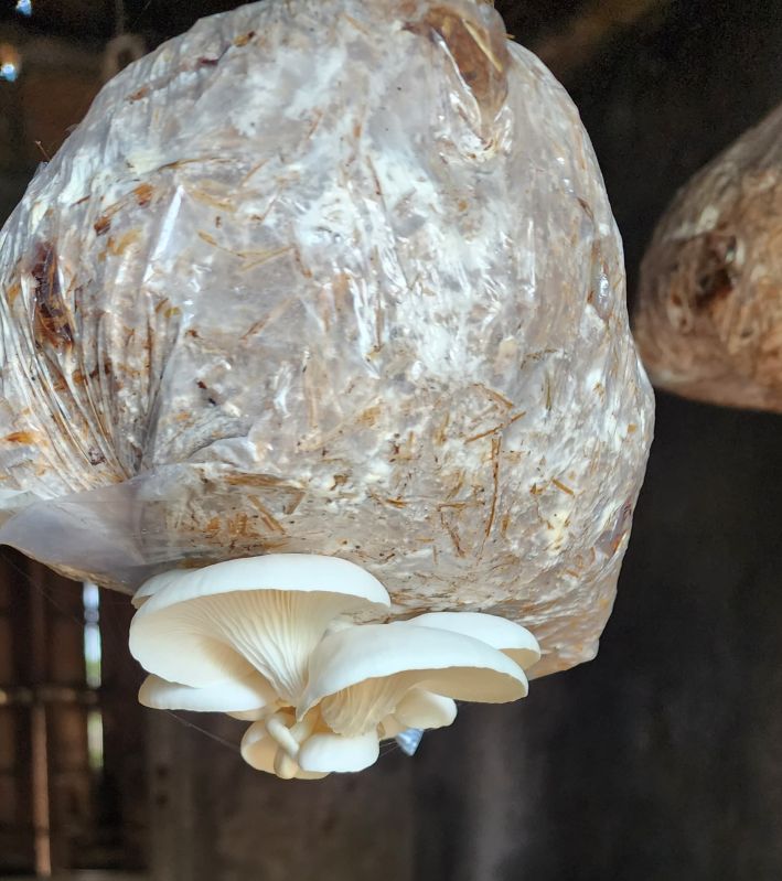 Fresh Whole oyster mushroom, for Cooking, Packaging Type : Plastic Container