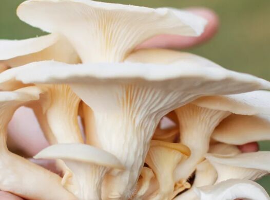 Florida Oyster Mushroom