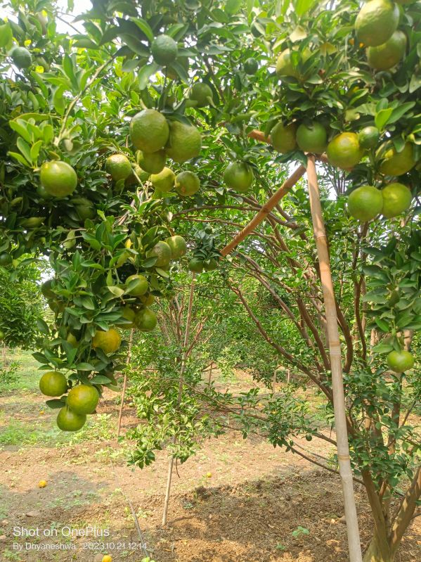 Round Orange, for Juice, Certification : FSSAI Certified