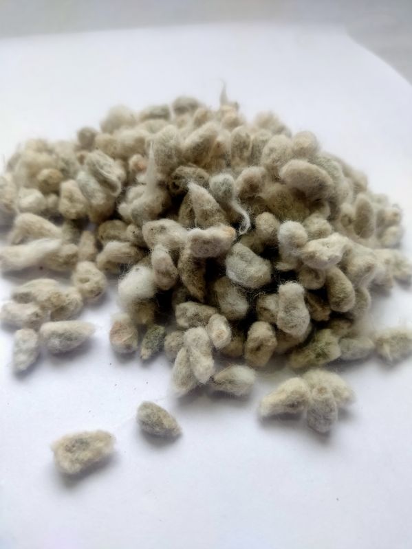 binola cotton seed