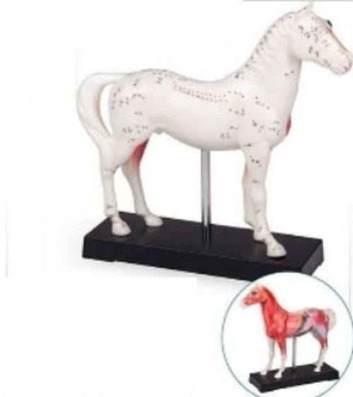 Acupuncture Horse 3D Anatomical Model