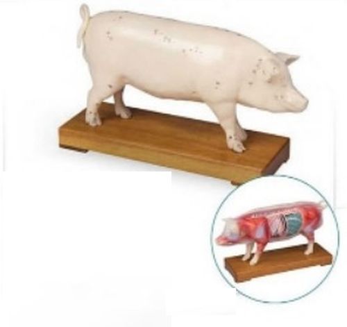 Acupuncture Pig 3D Anatomical Model