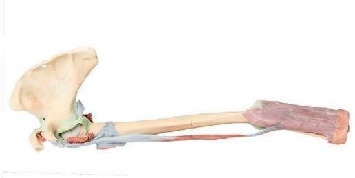 Biceps, Bones and Ligaments 3D Anatomical Model