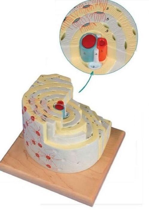 Bone Structure 3D Anatomical Model