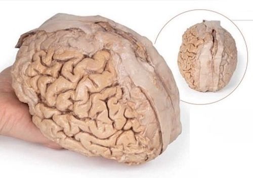 Brain Cerebrum 3D Anatomical Model