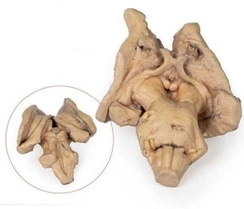 Brain Steam 3D Anatomical Model