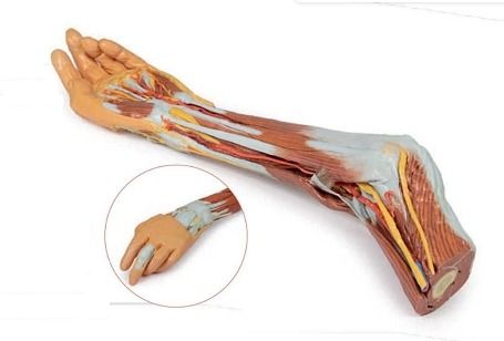 Elbow,Forearm and Hand 3D Anatomical Model at Best Price in Amritsar ...