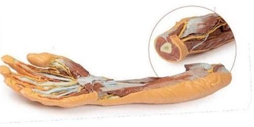 Forearm and Hand 3D Anatomical Model