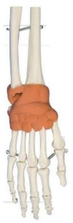 Hand With Ligaments Wrist Anatomical Model