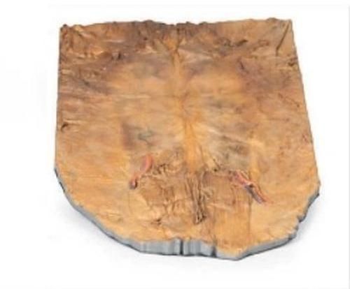 Internal Abdominal Wall 3D Anatomical Model