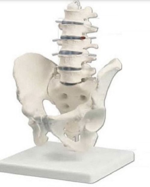 Lumbar With Pelvis 3D Anatomical Model
