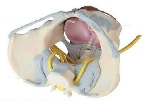 Pelvis With Ligaments,nerves and Pelvic Floor 3D Anatomical Model