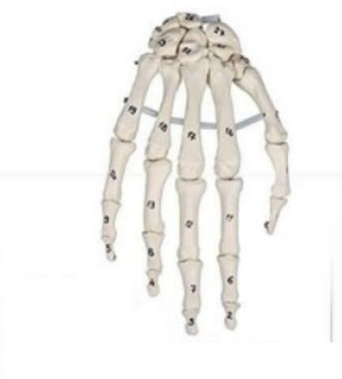 Skeleton Hand With Bone Numbering Anatomical Model