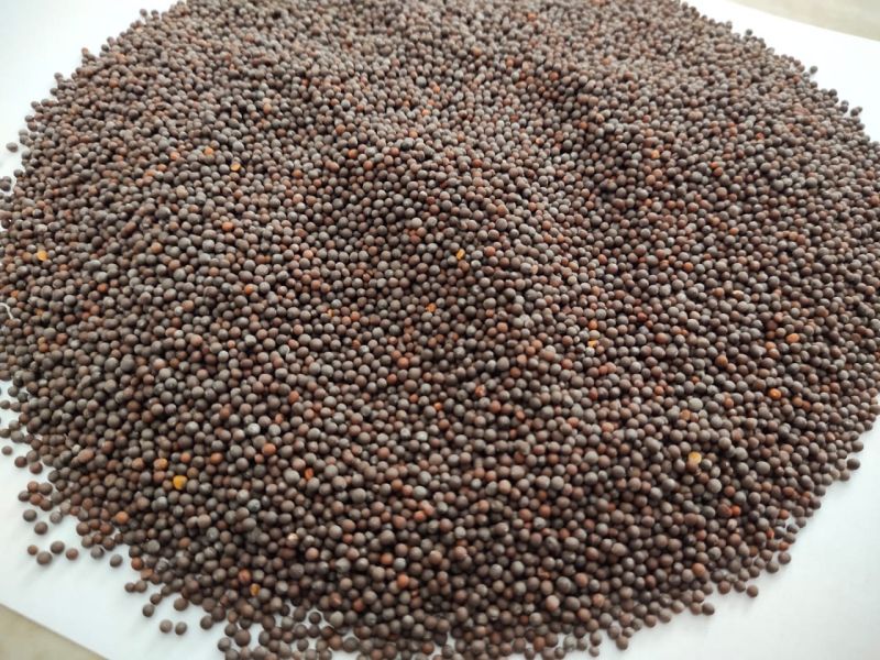 Dried Black Natural Red Mustard Seeds