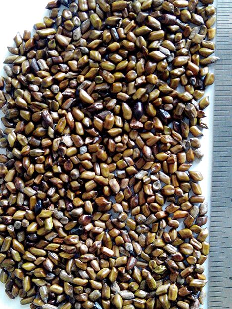 Common Dried Cassia Tora Seeds, Packaging Type : PP Bag
