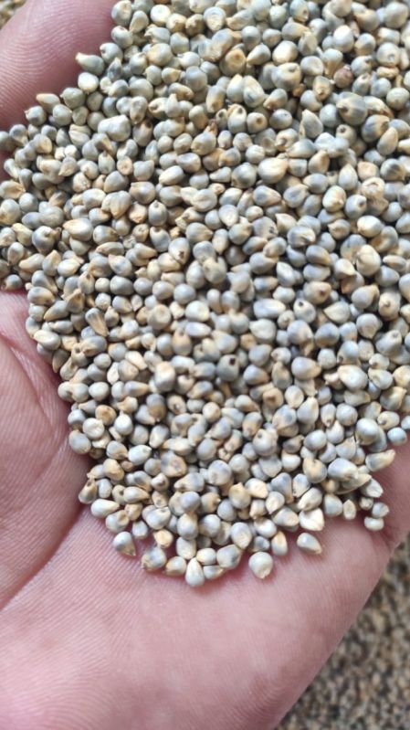 Common Natural Green Millet Bajra, for Cooking, Cattle Feed, Variety : Dried