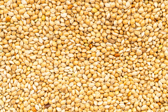 yellow millet