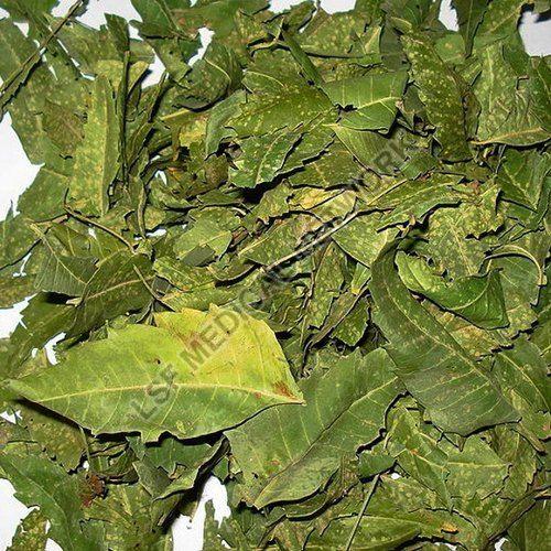 Green Dried Neem Leaves, for Cosmetic, Medicine, Packaging Type : Packet/Customised