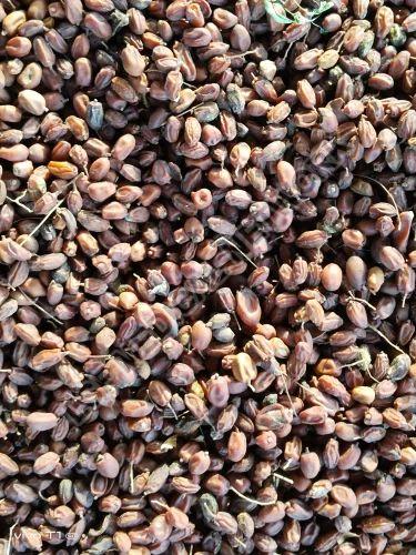 Neem Seeds, for Cosmetic, Medicine, Purity : 100%
