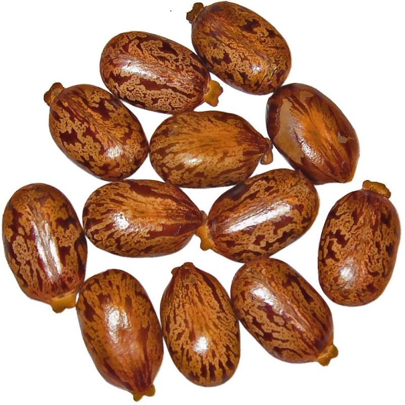 Organic Castor Seeds, Style : Dried