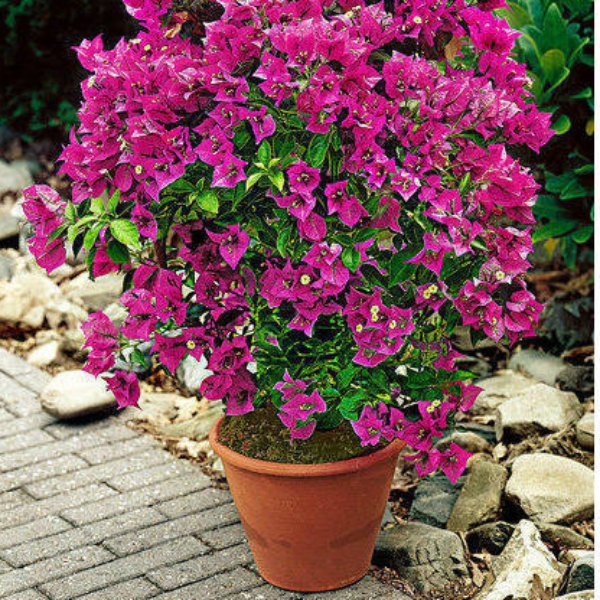 Bougainvillea Plants