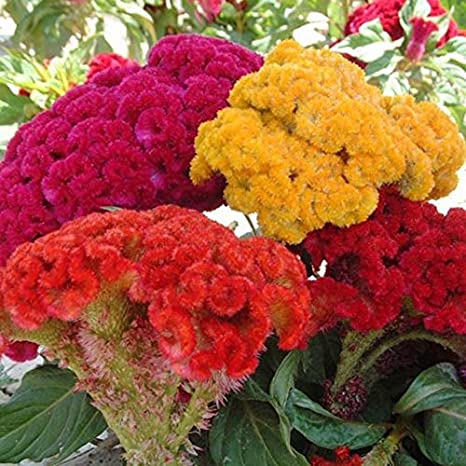Organic Celosia Flower Plants, for Gardening, Style : Hybrid