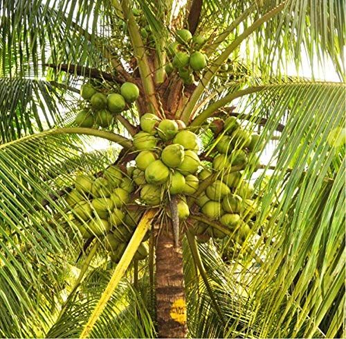 coconut plants