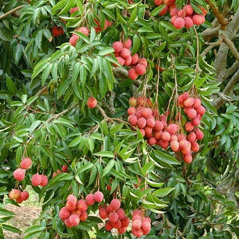 Litchi Plants