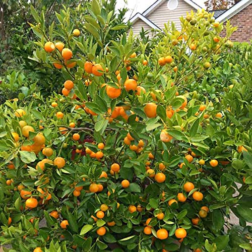 Orange Plants