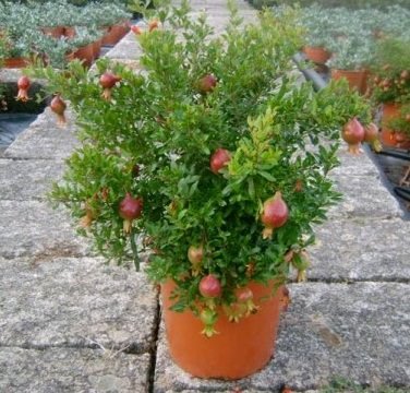 Pomegranate Plants, for Plantation, Style : Fresh