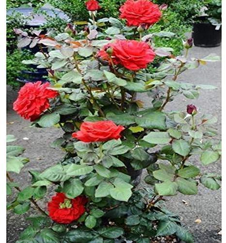 Rose Flower Plants, Color : Green