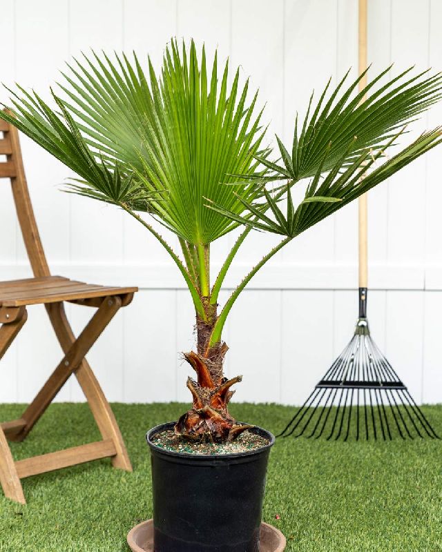 Organic Washington Palm Plants, for Plantation, Color : Green