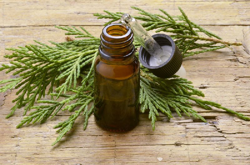 Organic cypress oil, for Medicines, Purity : 99%