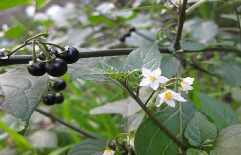 Natural Makoi Panchang