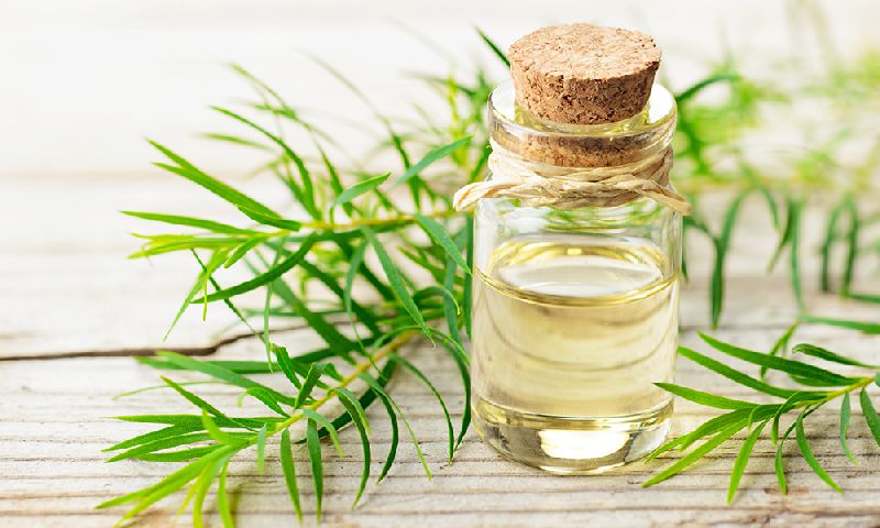 Tea tree oil, for Cosmetics, Purity : 99%