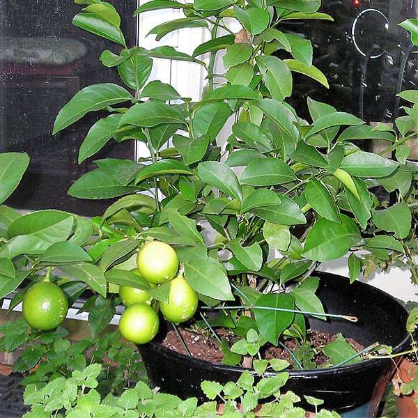 Organic Lemon Plant, Color : Green