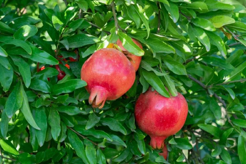 Organic Pomegranate Plant