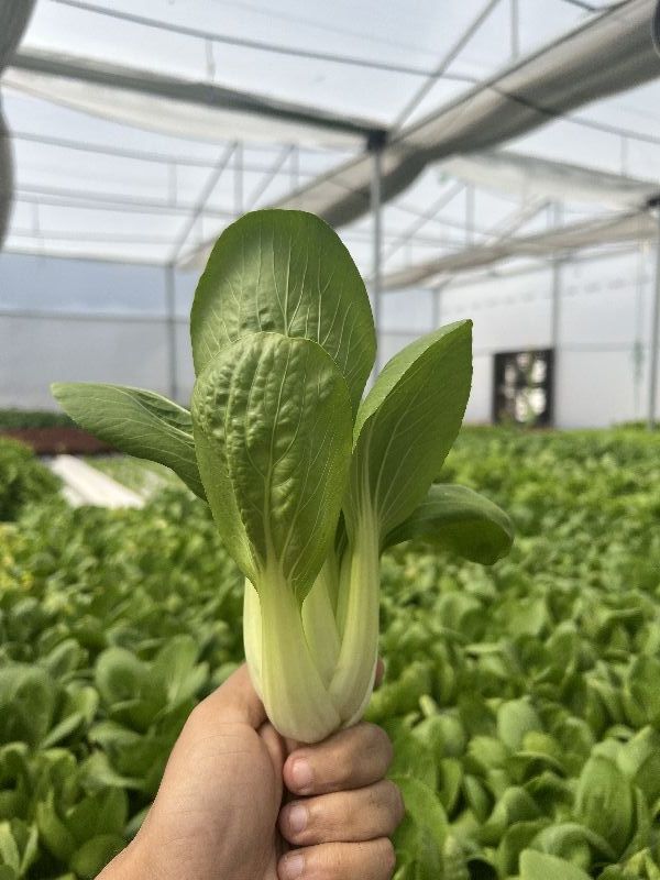 Fresh Pak Choi