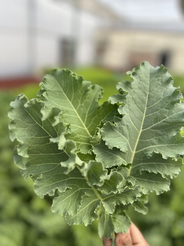 Fresh Kale Leaves, Color : Green