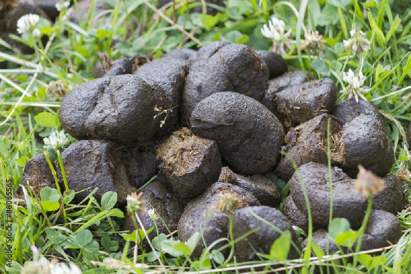 Donkey Dung, for Agricultural