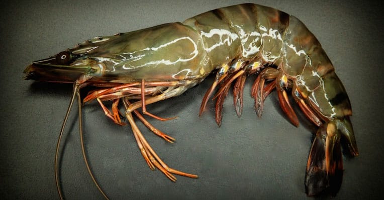 Fresh Tiger Prawn, Certification : FDA Certified