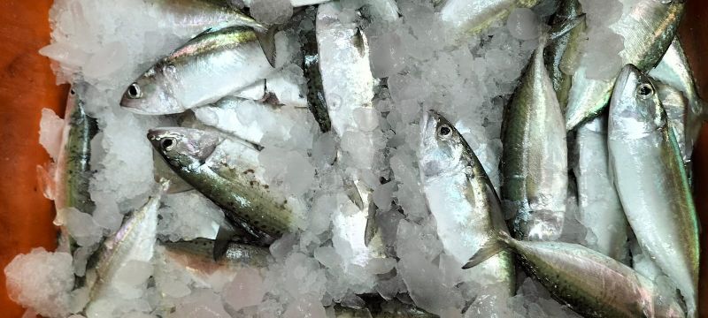 Mackerel Fish, Certification : FDA Certified